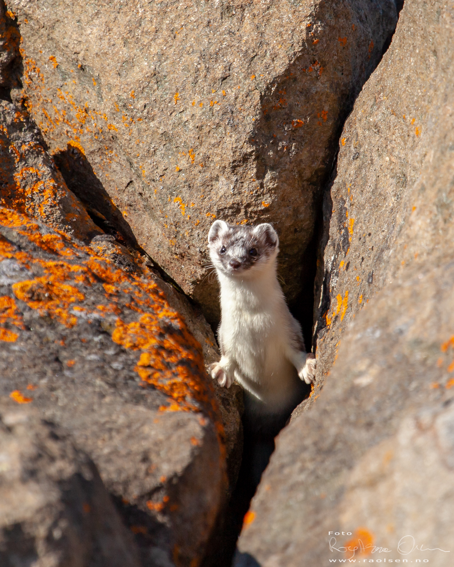 Weasel at Magerøya