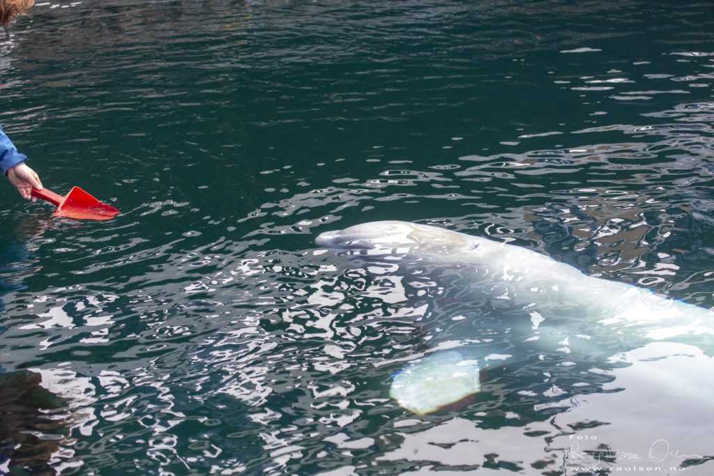 Beluga Hvaldimir
