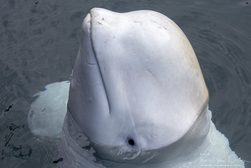 Hvaldimir the  beluga whale