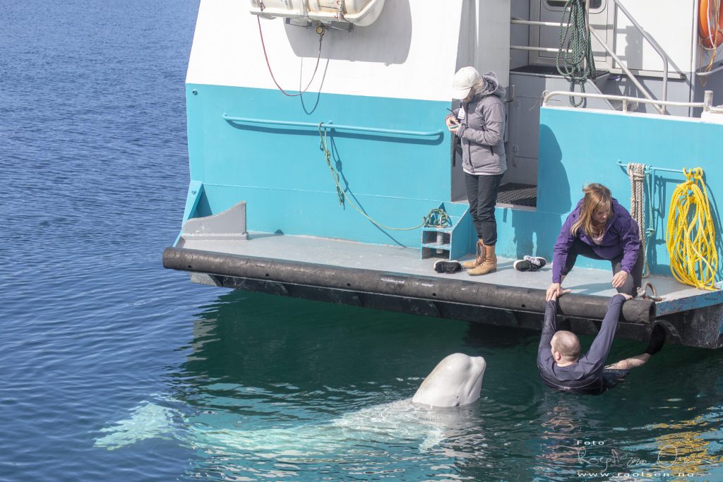 Beluga whale Hvaldimir