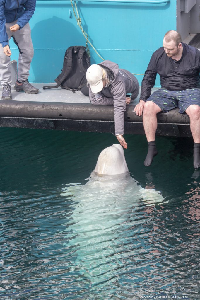 Beluga whale Hvaldimir meets the girl.